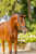 Annonce cheval