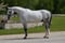 Horse ad