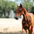 Horse ad