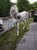 Horse ad