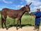 Annuncio cavallo
