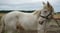 Horse ad