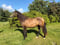Annuncio cavallo