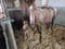 Annonce cheval