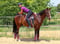 Horse ad
