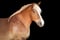 Annuncio cavallo