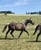 Horse ad