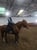 Anuncio de caballos