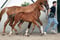 Annuncio cavallo