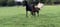 Annuncio cavallo
