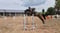 Horse ad