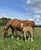 Annonce cheval