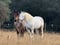 Annuncio cavallo