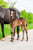 Annonce cheval