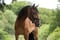 Annuncio cavallo