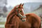 Horse ad