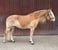 Horse ad