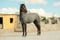 Annuncio cavallo
