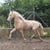 Horse ad