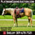 Horse ad
