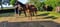 Horse ad