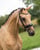 Annuncio cavallo
