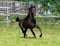 Horse ad