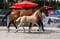 Annuncio cavallo
