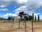 Anuncio de caballos