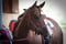 Annonce cheval