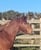 Horse ad
