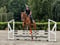 Annuncio cavallo