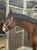 Horse ad