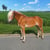 Annonce cheval