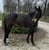Annonce cheval