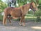 Annuncio cavallo