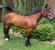 Annuncio cavallo