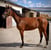 Annuncio cavallo