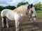 Annuncio cavallo