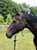 Horse ad