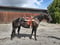 Annuncio cavallo