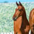 Annuncio cavallo