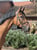 Horse ad