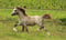Pferdeinserat
