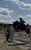 Horse ad