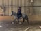 Annuncio cavallo