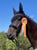 Annonce cheval