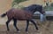 Horse ad