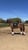 Annuncio cavallo