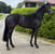 Paardadvertentie